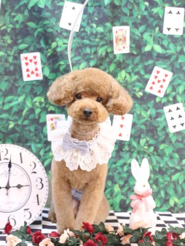 20250420まめくん